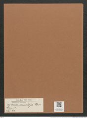 Navicula mesoleya Cleve. (de-Toni-Nr.: Genus 1, Species 63) Zeichnungen Sammlung Grunow Mappe 00054 (Herbarium_W_Grunow_drawings_Folder_00054)